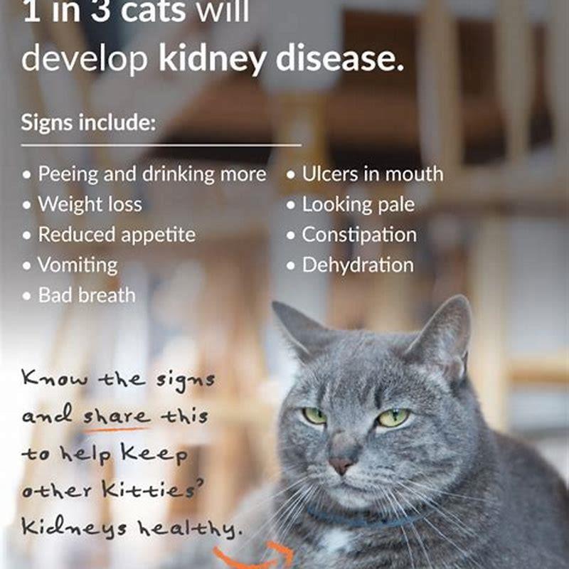 How To Make A Cat With Kidney Disease Eat