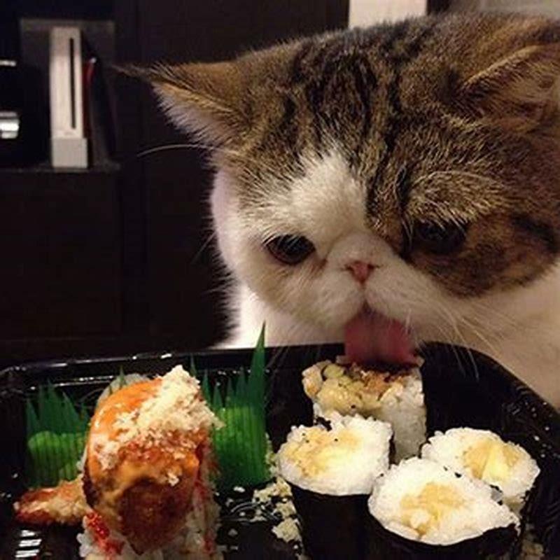 What Foods Are Deadly To Cats DIY Seattle