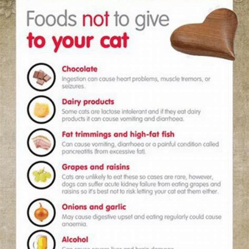 what-foods-cause-kidney-failure-in-cats-diy-seattle