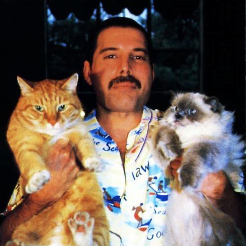 What happened to Freddy Mercury cats?
