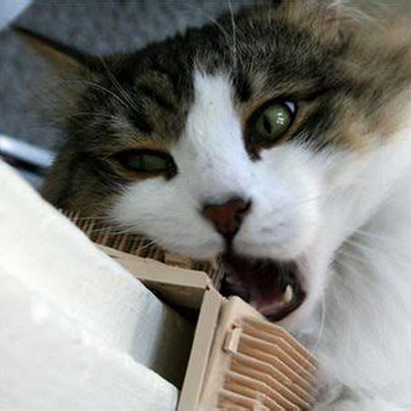 What happens if a cat chews on a cord? DIY Seattle