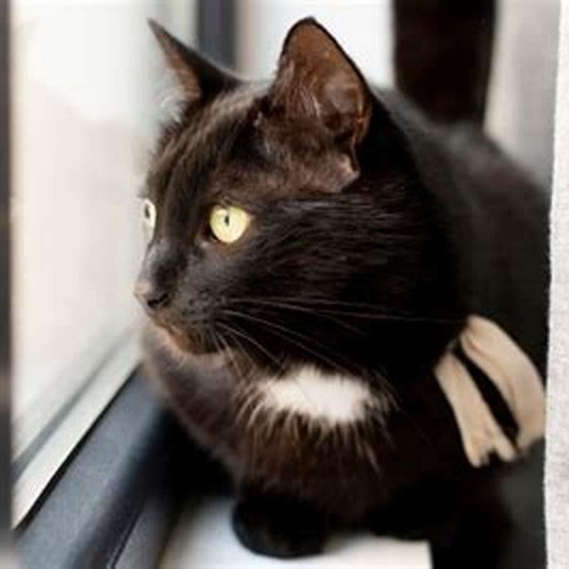 What happens if my cat eats chocolate?