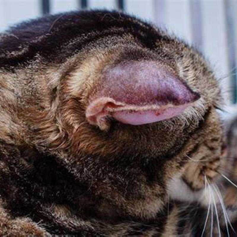 What happens if you leave a cat ear hematoma untreated?
