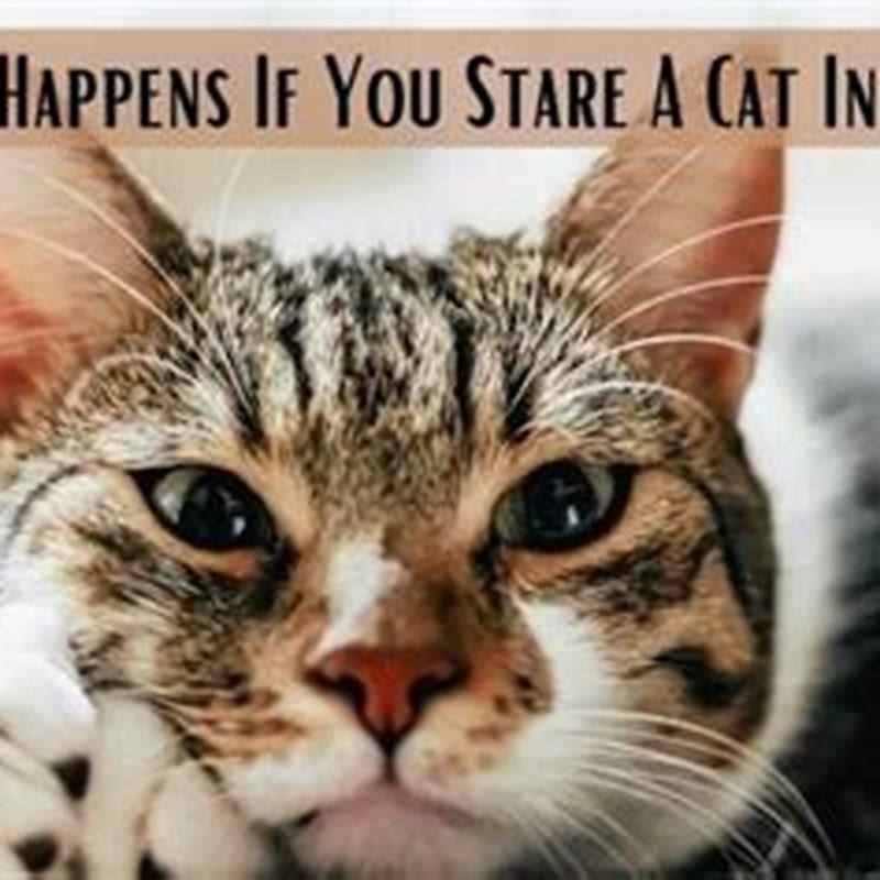 What happens if you stare a cat in the eyes? - DIY Seattle