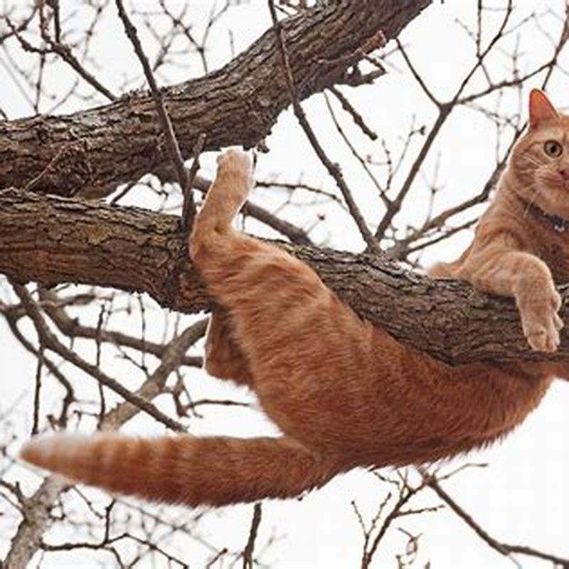 What happens to cats stuck in trees? DIY Seattle