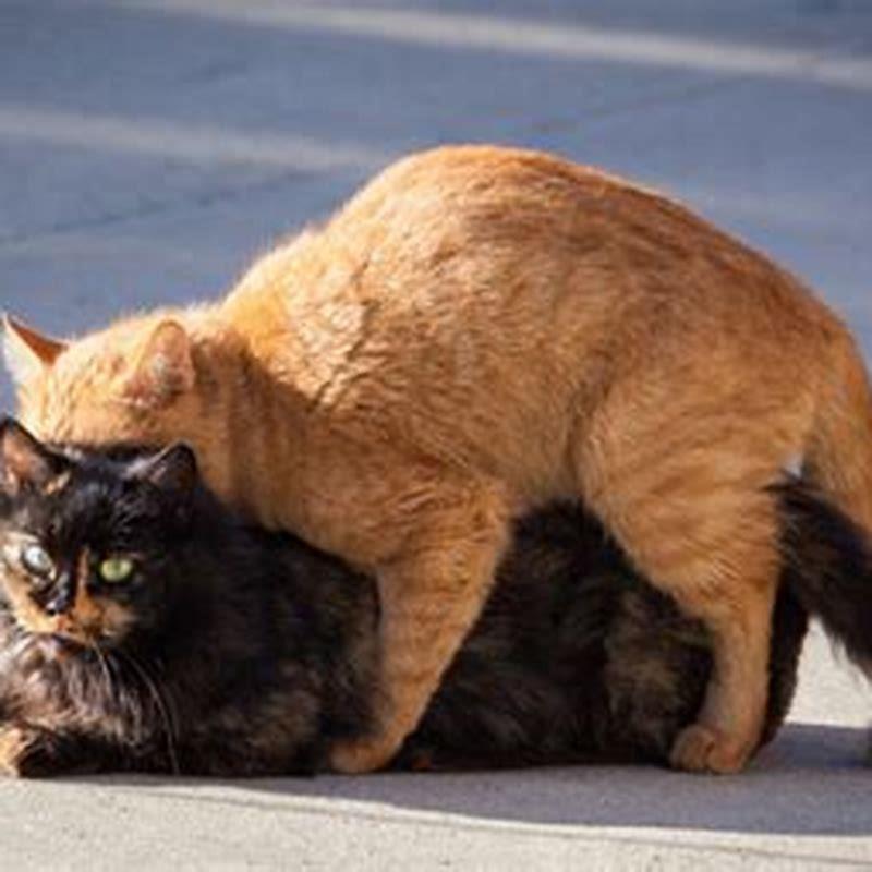 What happens when a cat is in heat?