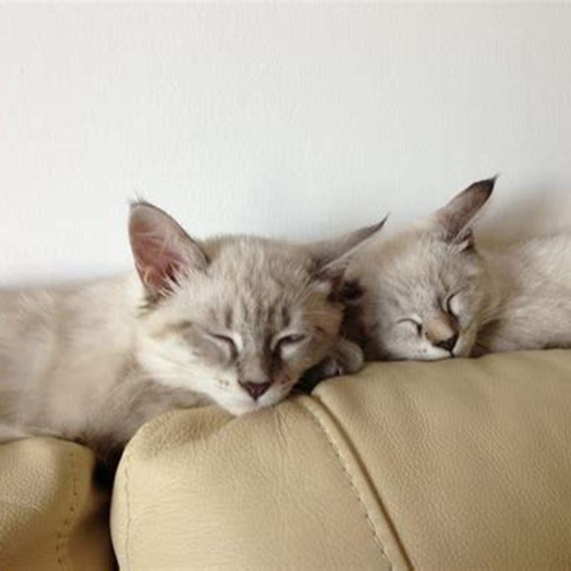 What happens when a cat smells another cat on me?