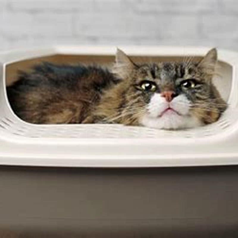 What happens when your cat smells another cat on you?