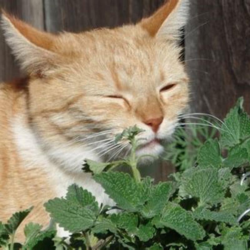 What Herb Do Cats Like DIY Seattle what-herb-do-cats-like-diy-seattle
