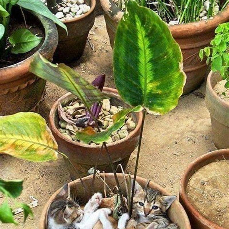 What Herbs Are Unsafe For Cats DIY Seattle