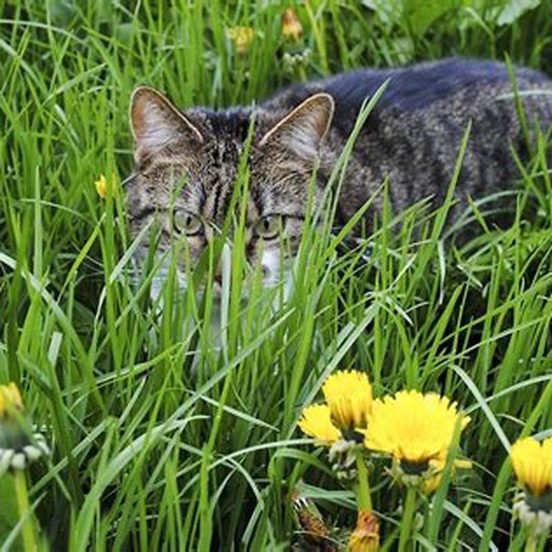 what-herbs-can-a-cat-have-diy-seattle