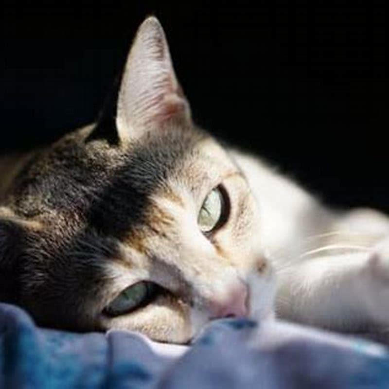 What home remedy can I use to deworm my cat?