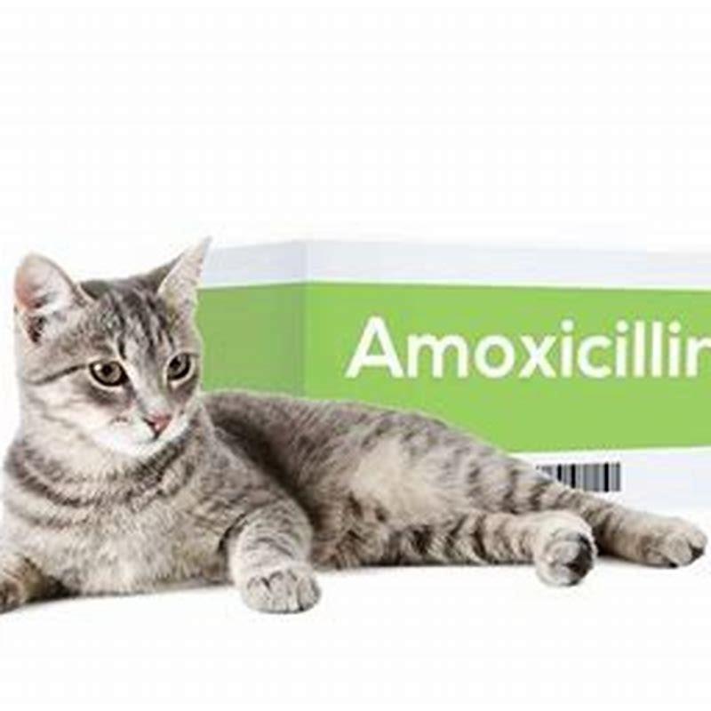 what-human-antibiotics-can-cats-take-diy-seattle