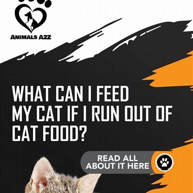 What Human Food Can I Feed Kitten