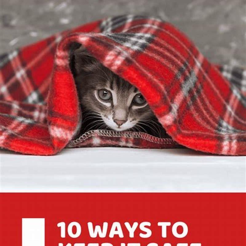 What Human Medicines Are Safe For Cats DIY Seattle