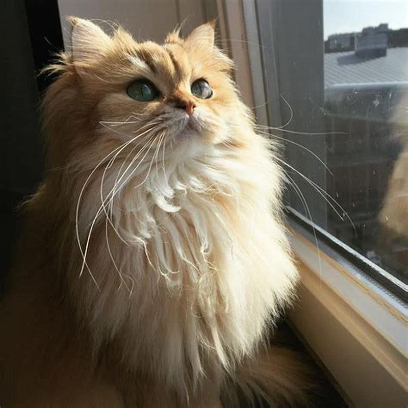 What is a fluffy cat called?