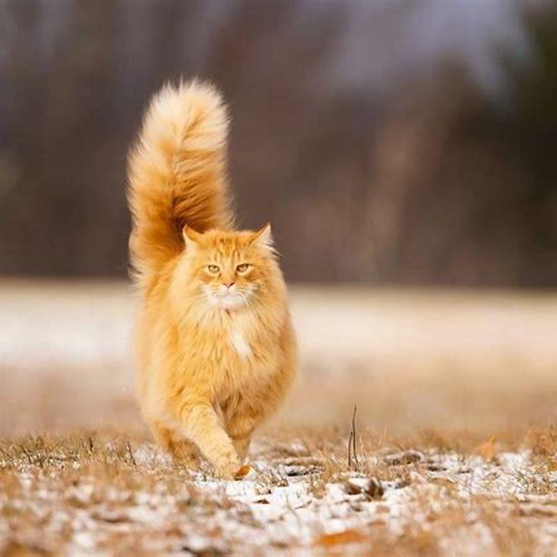 What is an all orange cat called?