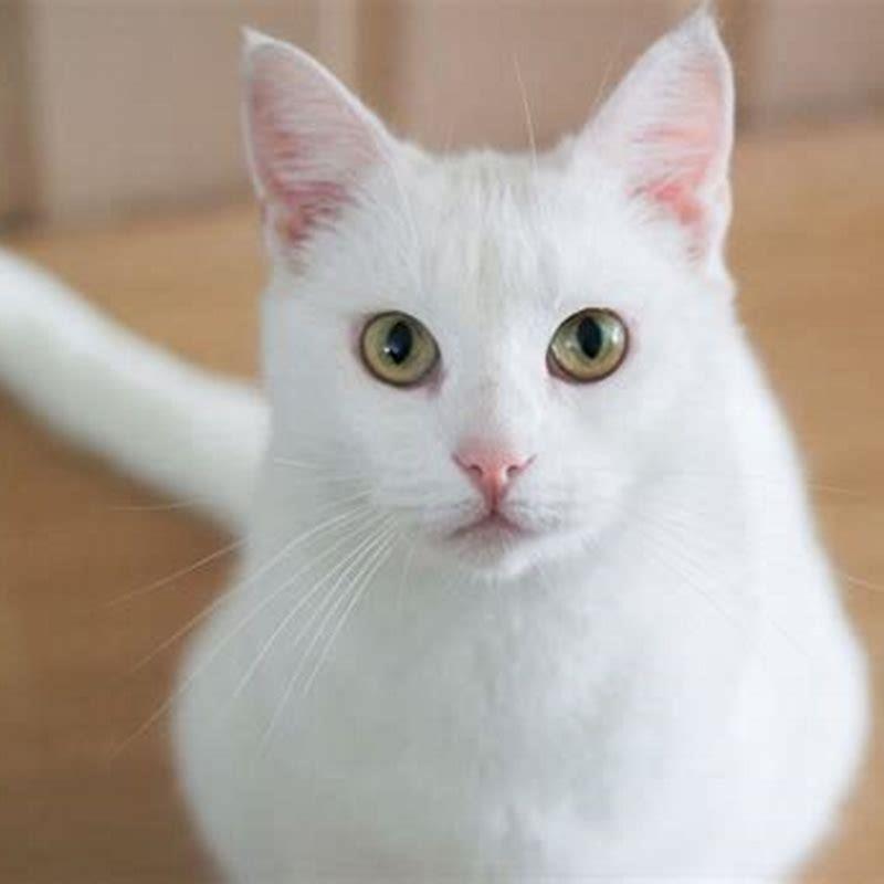 What is an all white cat called?
