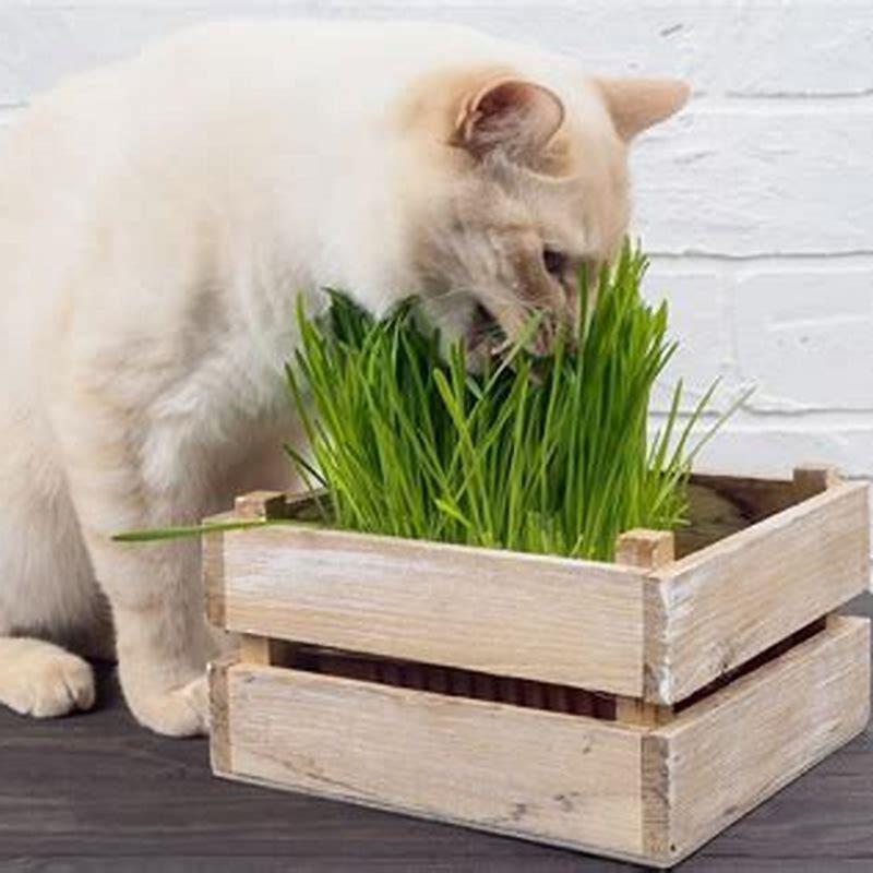 what-is-in-catnip-that-cats-love-diy-seattle