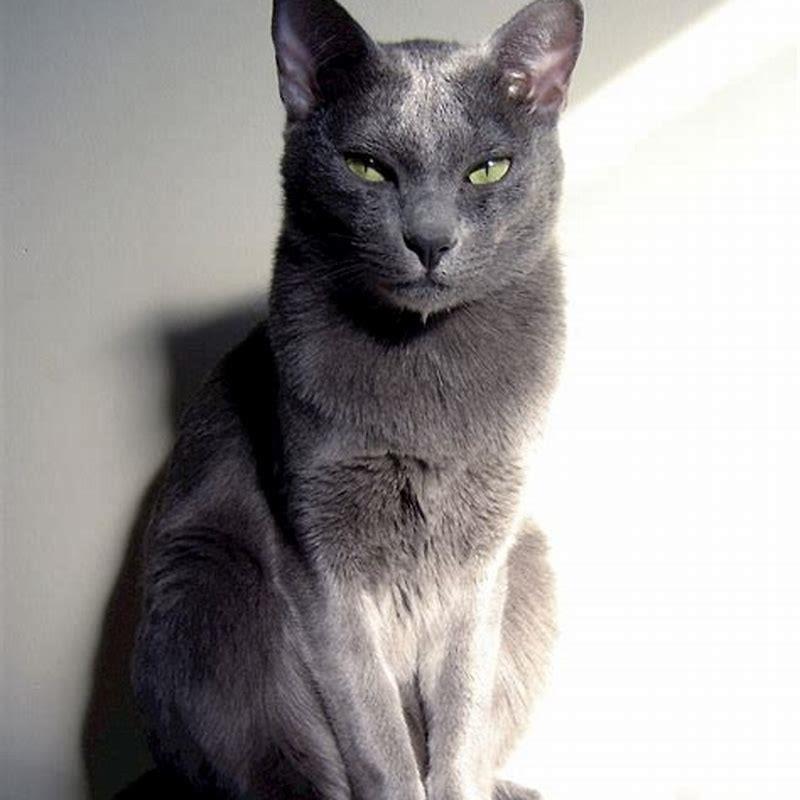 What is Korat known for?