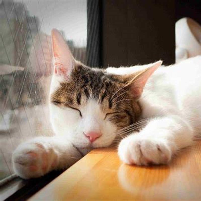 What Is Normal Breathing Rate For Cats DIY Seattle
