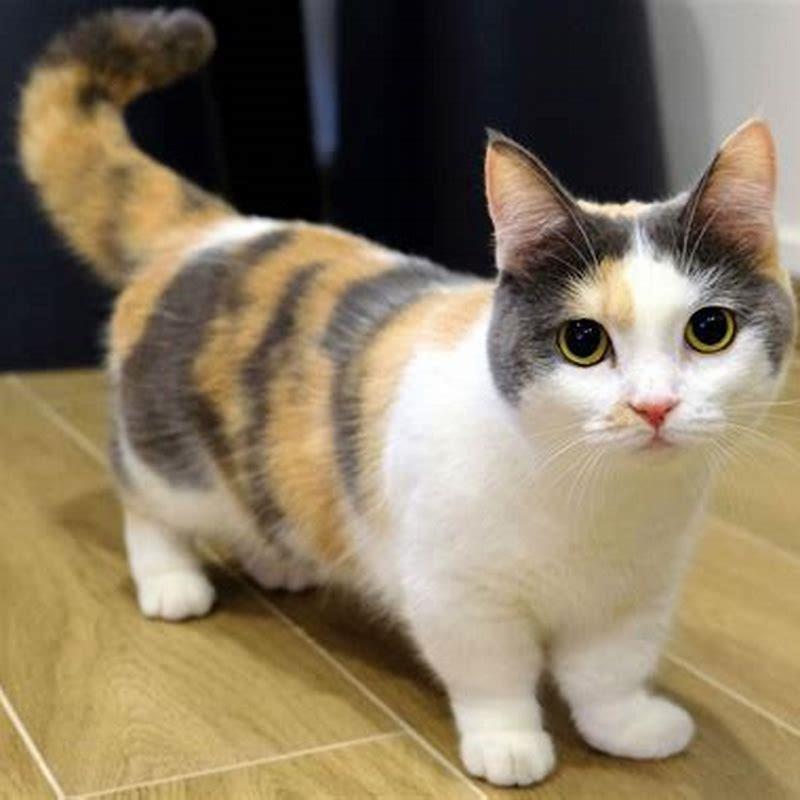 What is special about Munchkin cats?
