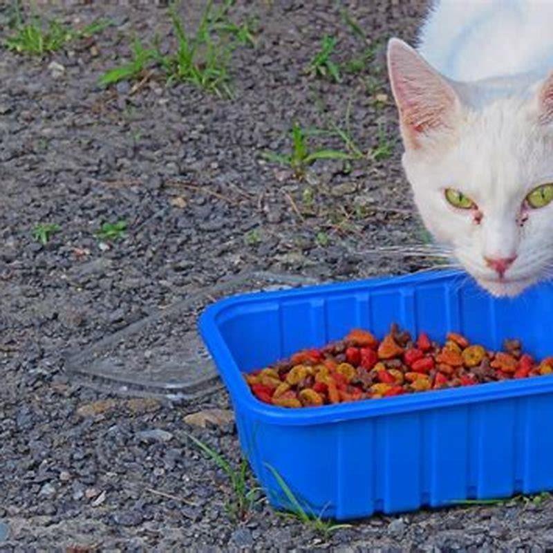 what-is-the-best-food-to-feed-a-feral-cat-diy-seattle