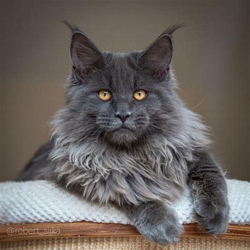 What is the best Maine Coon color? - DIY Seattle