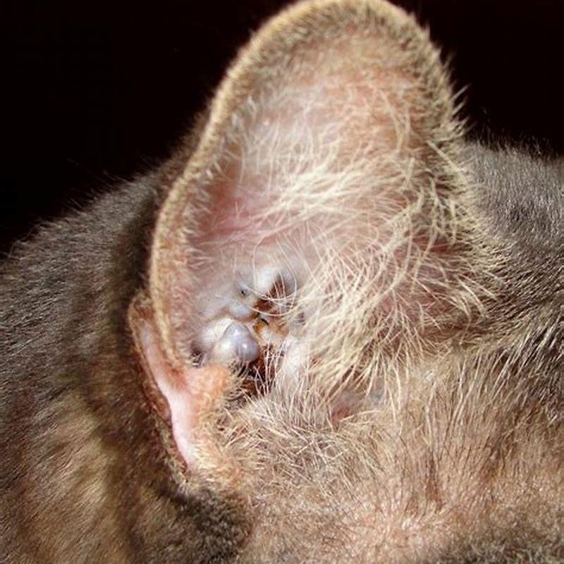 What is the black stuff in my cats ears?