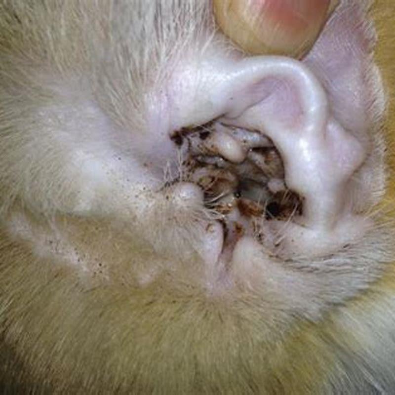 What is the brown stuff in my cats ears?