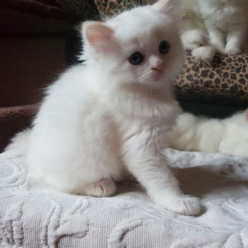 What is the cheapest type of cat?