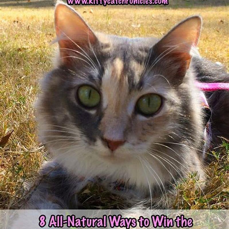 fastest way to get rid of fleas on cat
