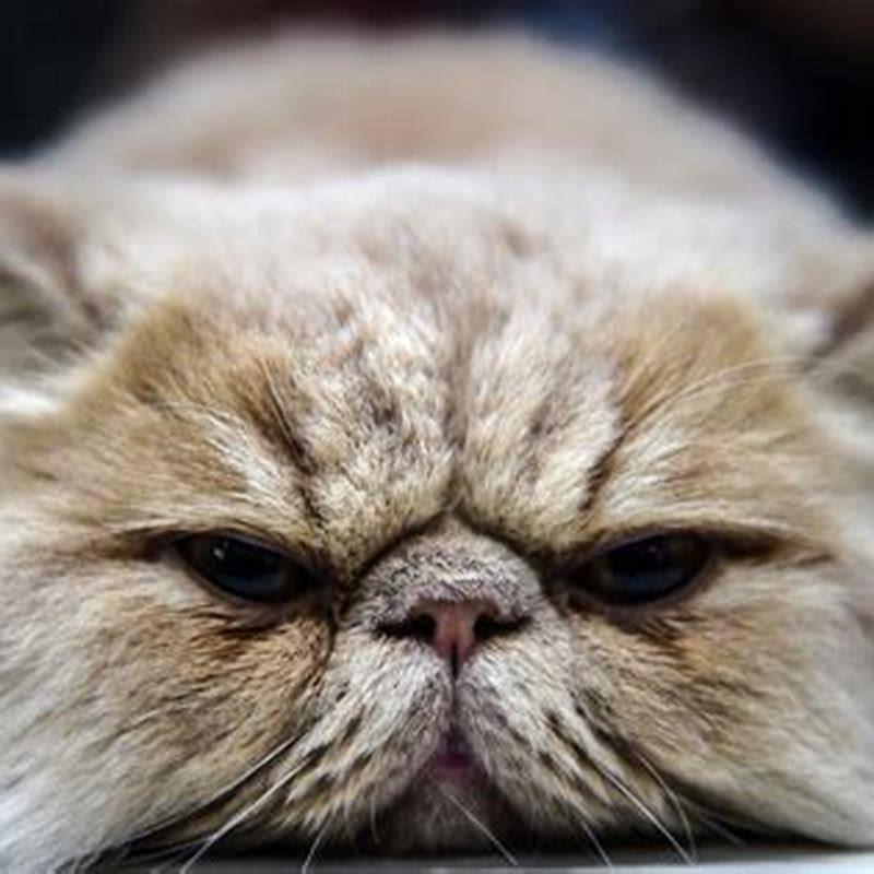 What is the hardest cat to take care of?