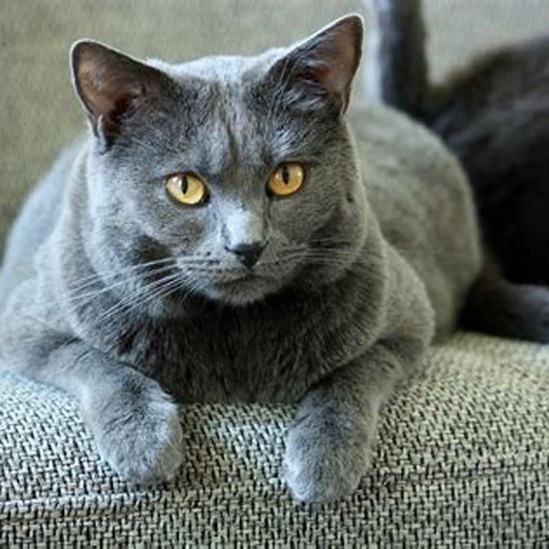 What is the most common breed of cat?