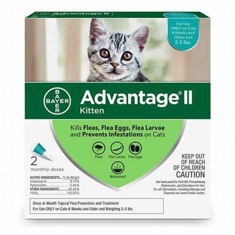what-is-the-most-effective-flea-medication-for-cats-diy-seattle