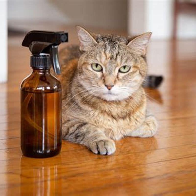 what-is-the-most-effective-homemade-cat-repellent-diy-seattle