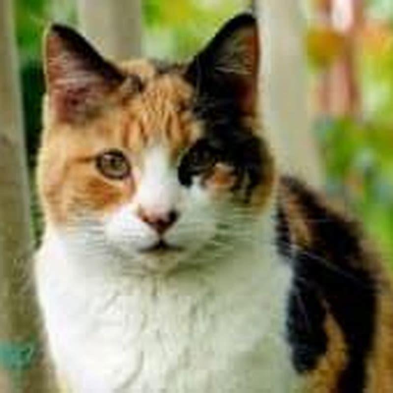 What is the percentage of male and female calico cats?