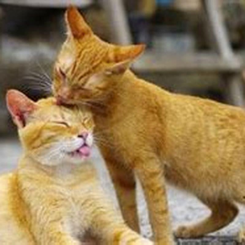 What is the story behind cats?