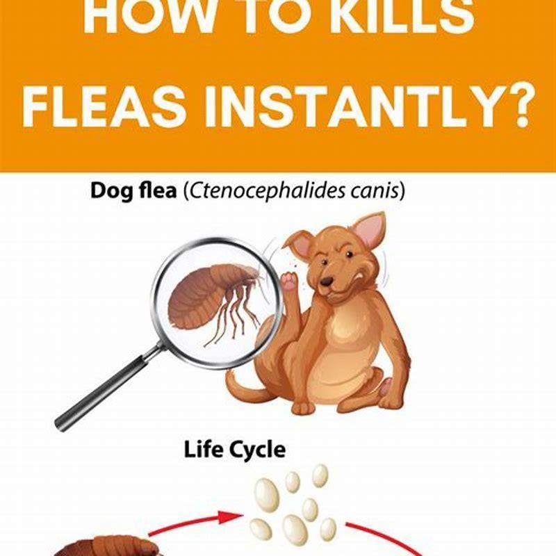 what-kills-fleas-instantly-diy-seattle