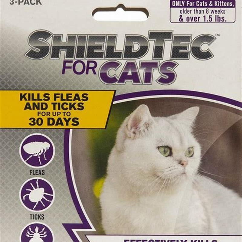 What kills fleas on cats instantly? - DIY Seattle