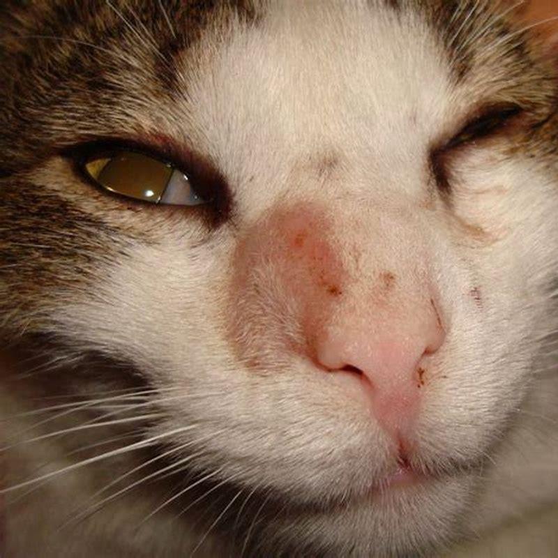 What kills ringworm in cats?