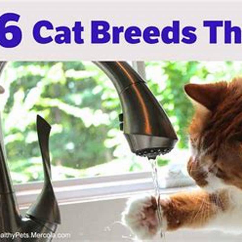 What kind of cat likes water? - DIY Seattle