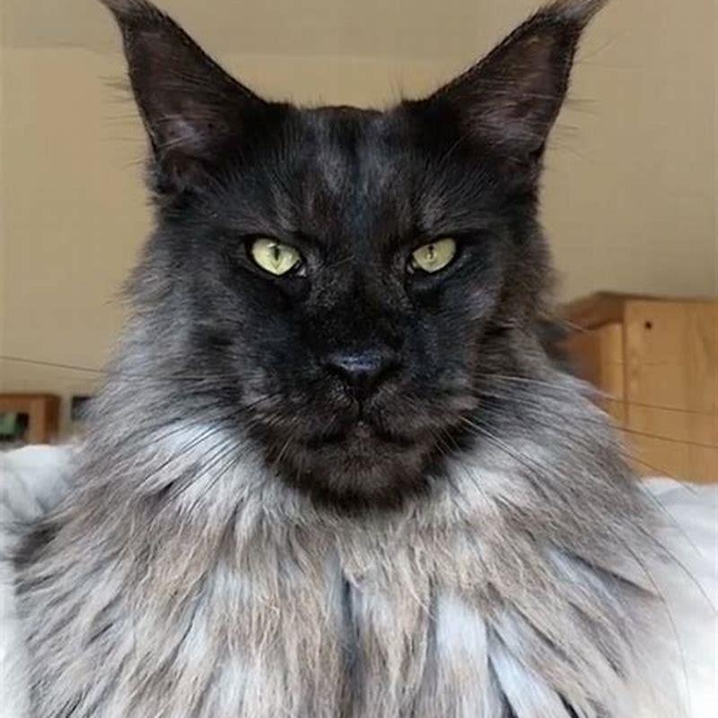 What kind of cat looks like a Maine Coon?