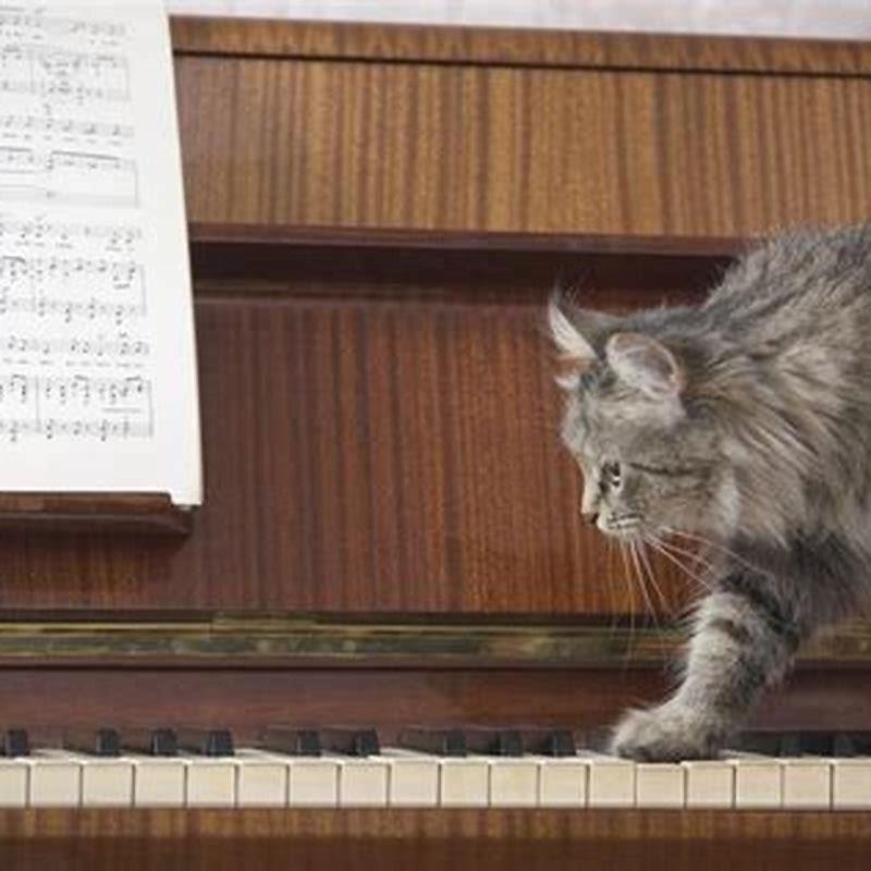 What kind of noises do cats like?