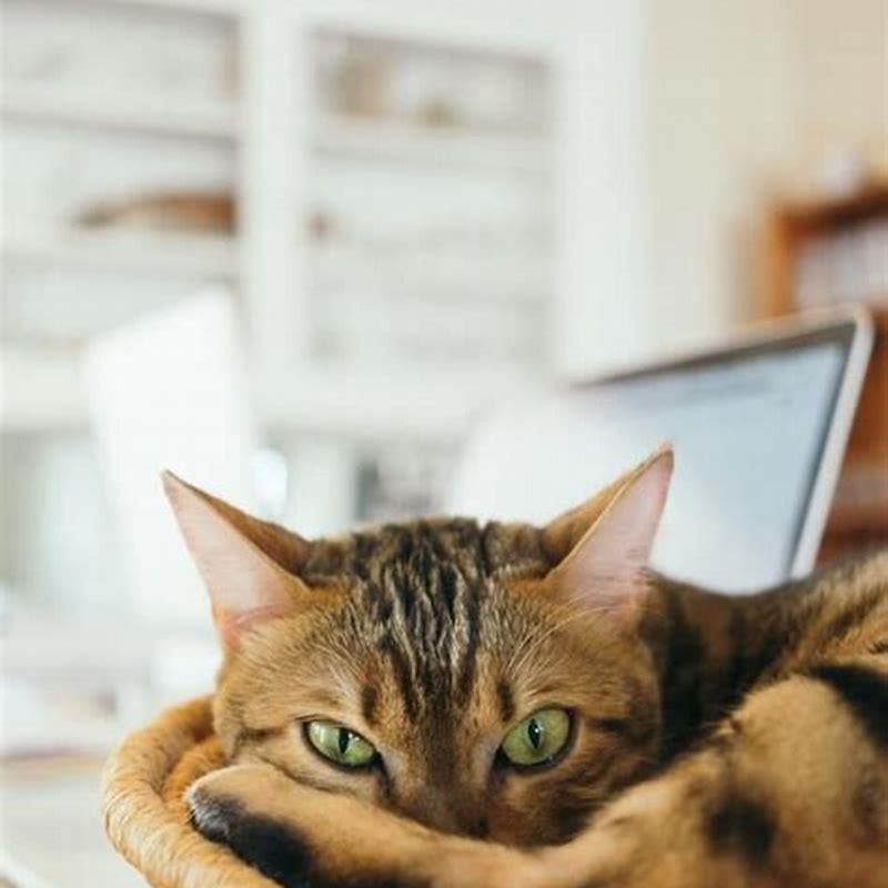 What kittens should not eat?