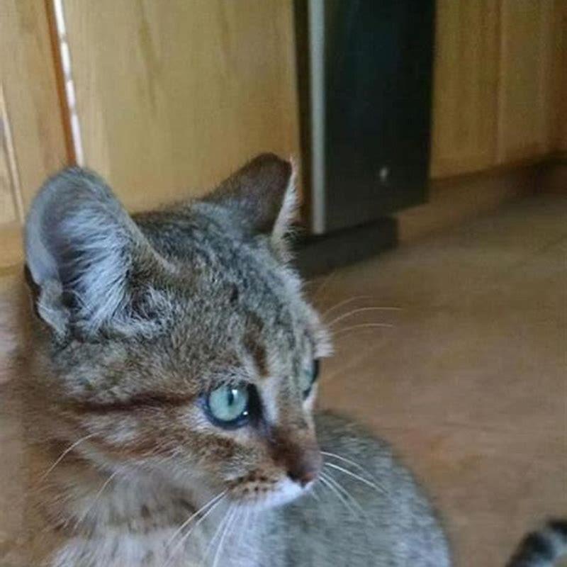 What makes a cat a barn cat?