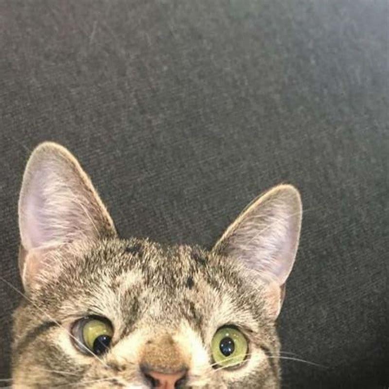 What makes a cat sneeze a lot?