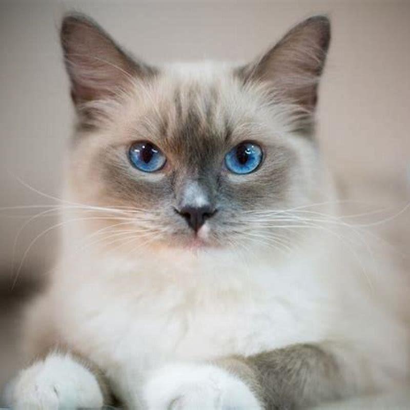 What makes Ragdoll cats different?