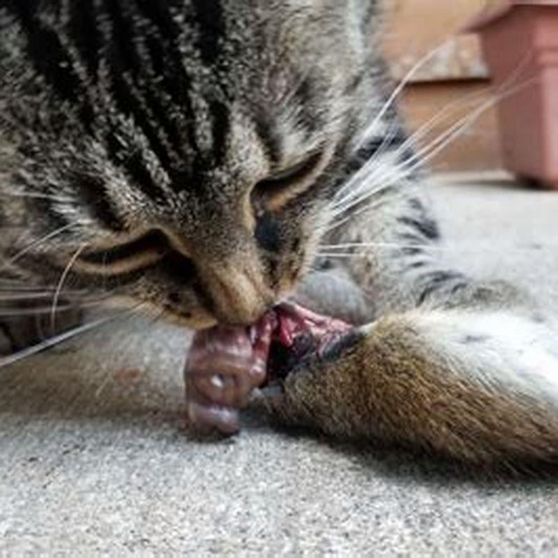 What meat do cats eat in the wild?