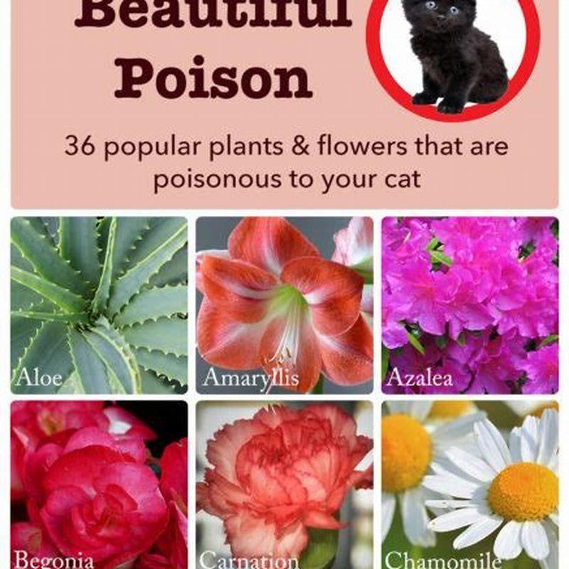 What outside plants are not poisonous to cats?